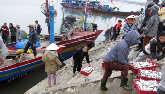 Lộc Hà: Ngư dân cảng cá Cửa Sót trúng mùa cá cơm