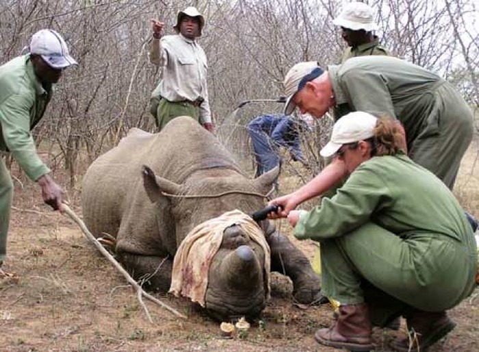 Kết quả hình ảnh cho tê giác bị giết lấy sừng