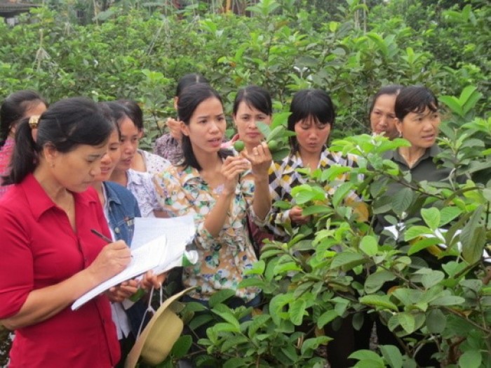 Quận Hà Đông tăng cường công tác đào tạo nghề cho lao động nông thôn