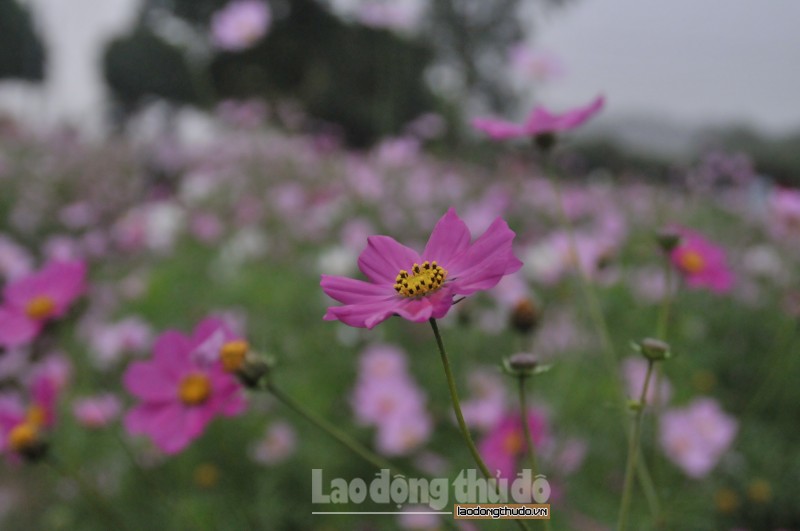 ngat ngay voi ve dep cua loai hoa mang bieu tuong cua mua xuan