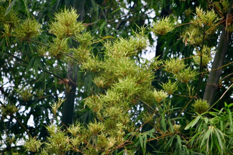 vi sao hoa tre mang ten hanh phuc cuoi cung