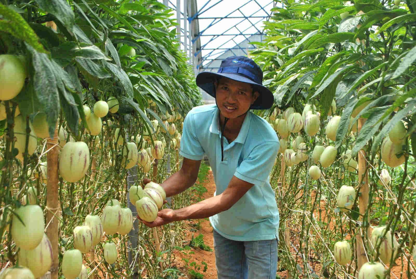 5 sieu qua dat do trong thanh cong tren dat viet