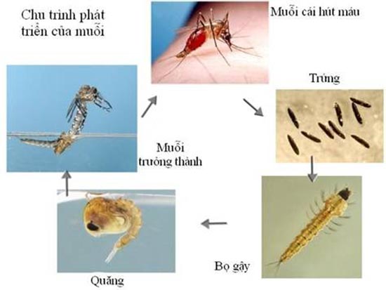 nhan biet va phong chong muoi van aedes truyen benh sot xuat huyet