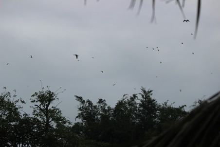 Cứ 3h đến 4h chiều là đàn chim bắt đầu bay về vườn cây của Giáo xứ Trại Lê