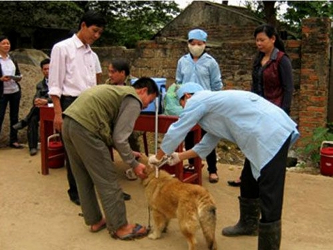 Tiêm phòng cho đàn chó ở huyện Sóc Sơn sau khi có thông tin 52 người bị chó cắn. Ảnh: Tri thức