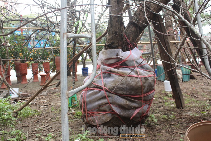 dao rung yen bai tren 20 nam tuoi xuong pho don tet