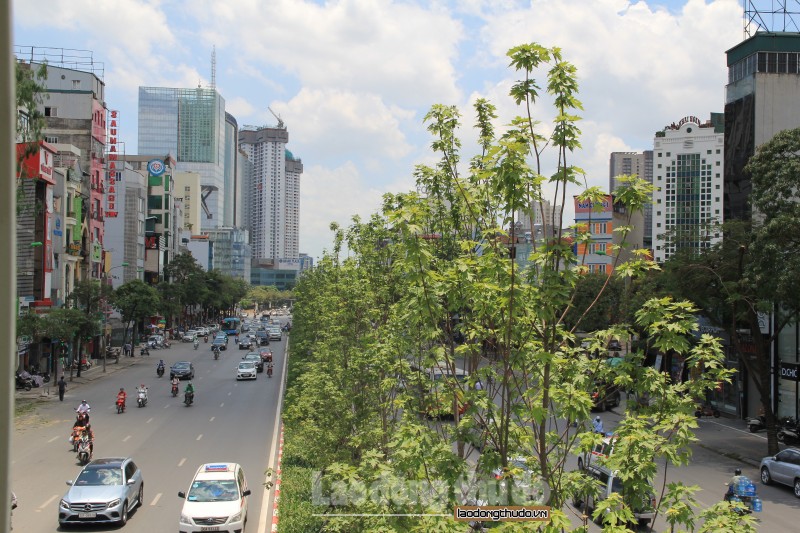 hang phong la do tuoi tot giua nhung ngay nang nong