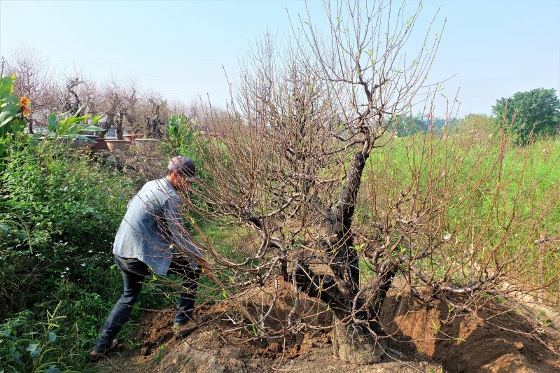 nang nhieu ngay dao nhat tan no som don tet duong lich