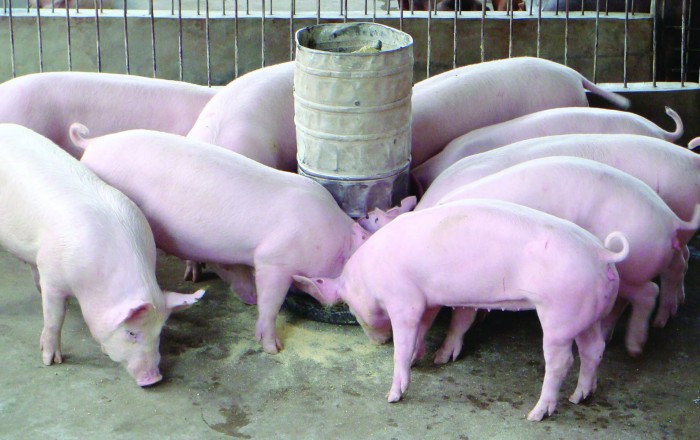 Phát hiện chất cấm trong chăn nuôi lợn của 3 hộ gia đình