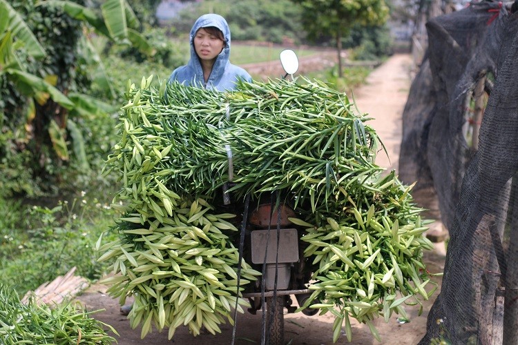 hoa loa ken dau mua xuo ng pho vo i gia re ba t ngo