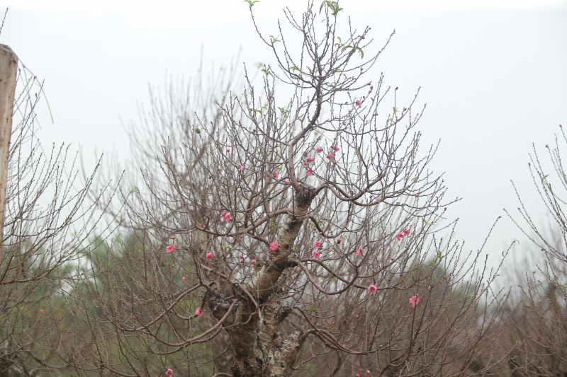 dao nhat tan khoe sac som khong khi tet dang den rat gan