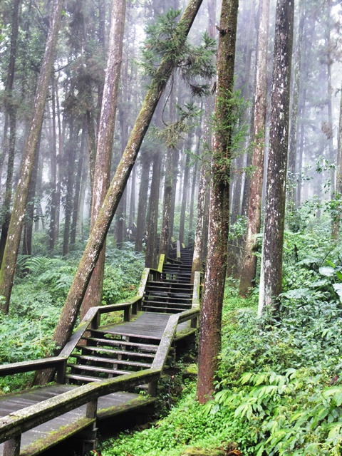 
Con đường gỗ xuyên rừng ướt đẫm dưới sương

