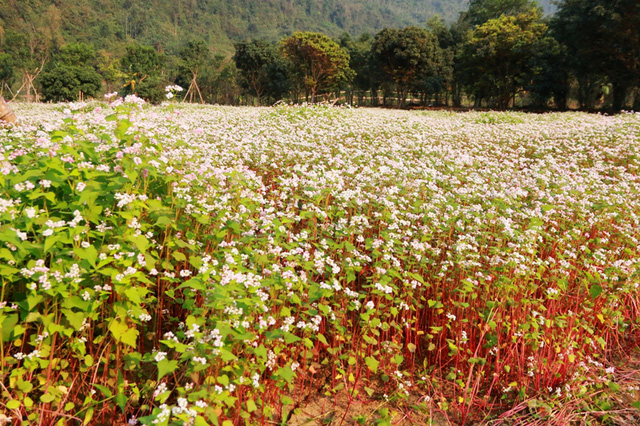 vuon hoa tam giac mach bung no giua thang gieng o vung dat 3 vua