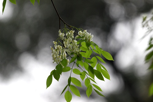   Sắc trắng tinh khôi của loài hoa khiến Hà Nội trở nên nhẹ nhàng và thanh bình biết nhường nào...  