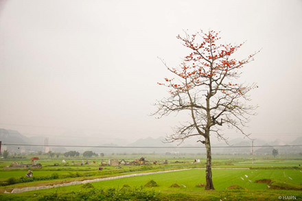 hoa gao thap lua troi thang ba