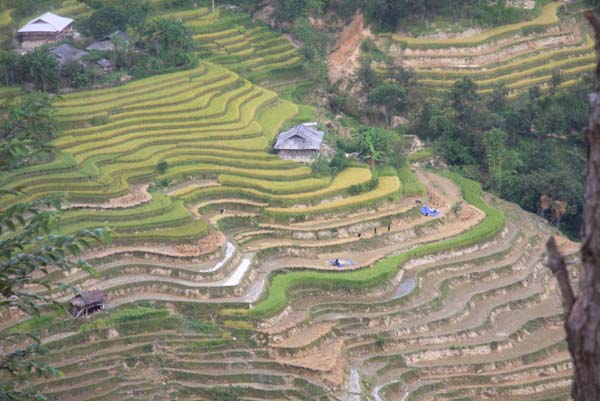 ve dep kho cuong cua ruong bac thang o hoang su phi