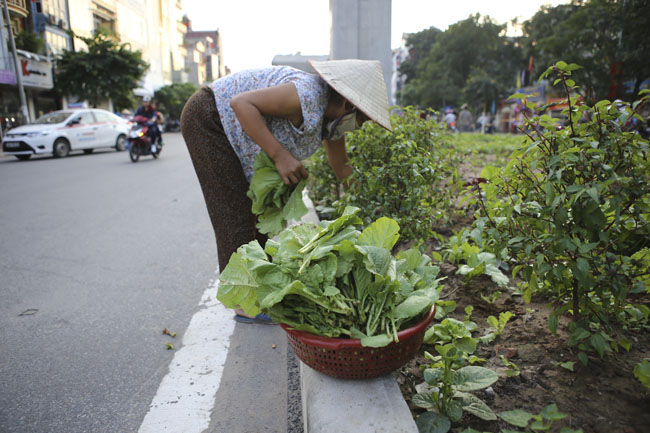 Gặp "nông dân phố" trồng rau dưới đường sắt trên cao - 10