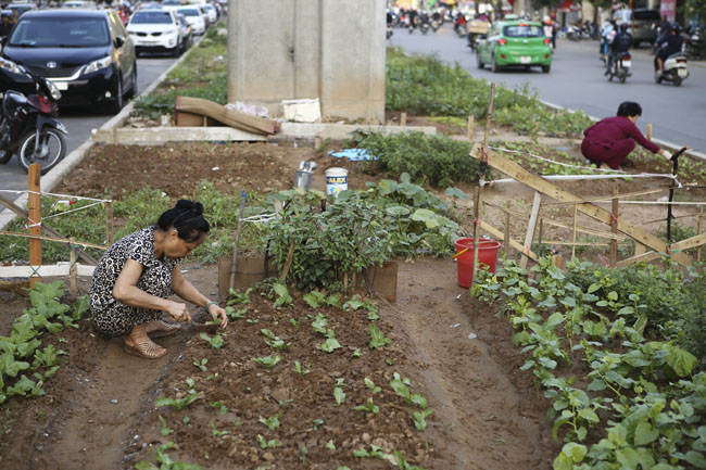 Gặp "nông dân phố" trồng rau dưới đường sắt trên cao - 4