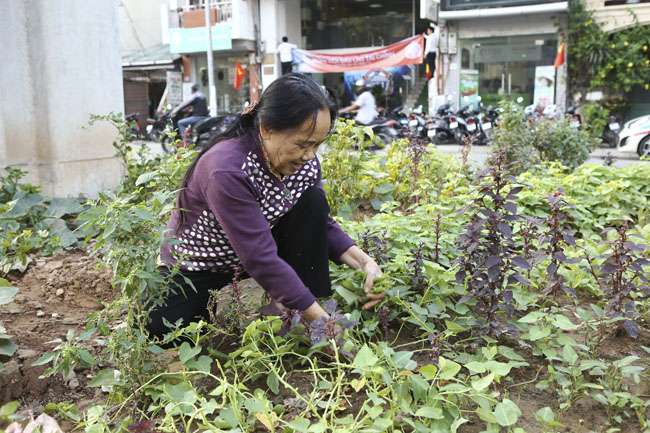 Gặp "nông dân phố" trồng rau dưới đường sắt trên cao - 8