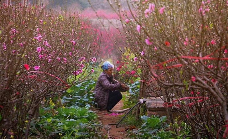 mua hoa xuan vao vu tet