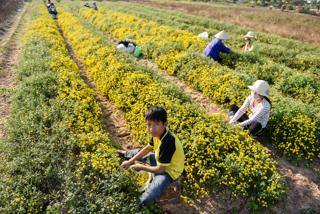 cuc tien vua vang ruc canh dong o hung yen