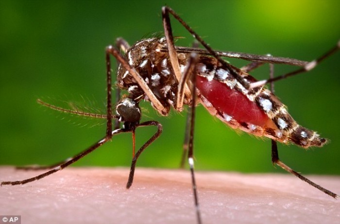 Zika bùng phát tại 50 thành phố của Mỹ mùa hè này