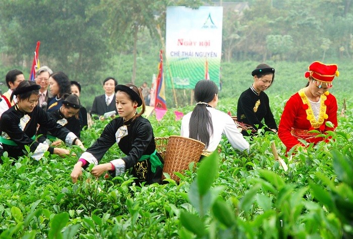 Festival Trà Thái Nguyên 2015