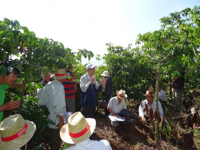 Dự án Nescafé Plan giúp nông nhân nâng cao thu nhập