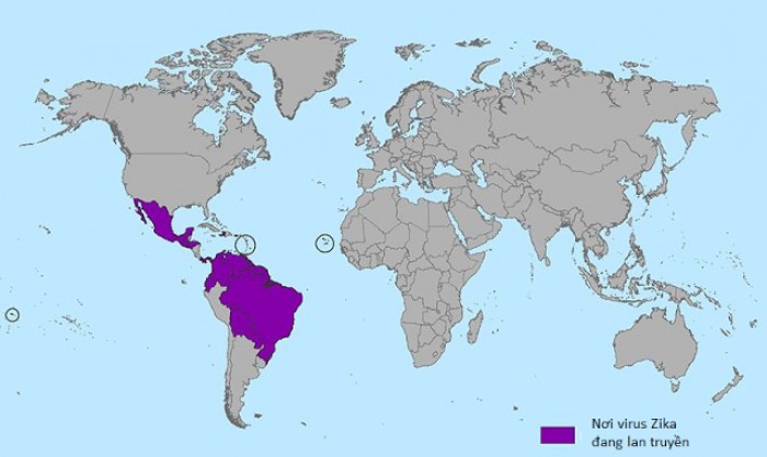 Những thông tin không thể bỏ qua về viruts Zika