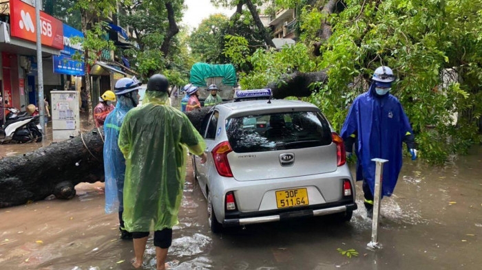 Hà Nội: Cây xà cừ bật gốc trên phố Hàng Chiếu sau cơn mưa lớn