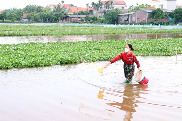 Phú Xuyên: Hiệu quả từ chuyển dịch cơ cấu nông nghiệp