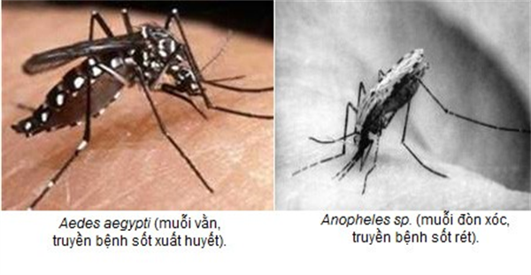 Không phát hiện muỗi Anopheles truyền bệnh sốt rét tại TP.HCM