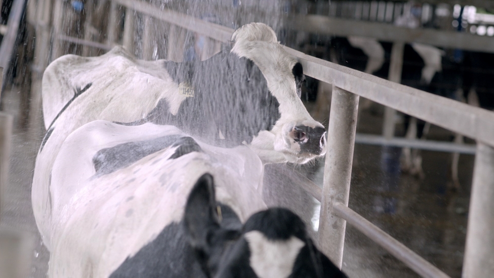 Vinamilk Green Farm - mô hình trang trại bò sữa phát triển bền vững
