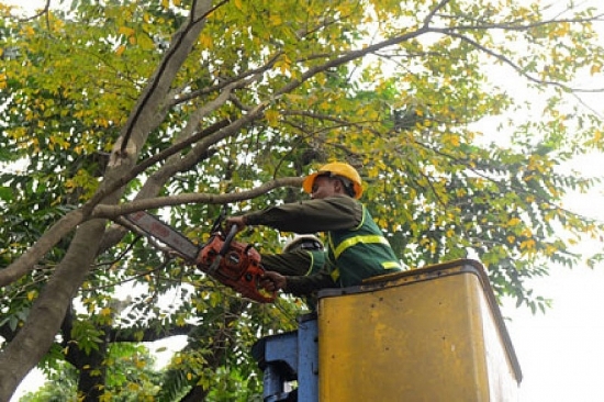 Hà Nội: Đôn đốc cắt tỉa cây xanh trong trường học, bệnh viện, khu di tích trước mùa mưa bão