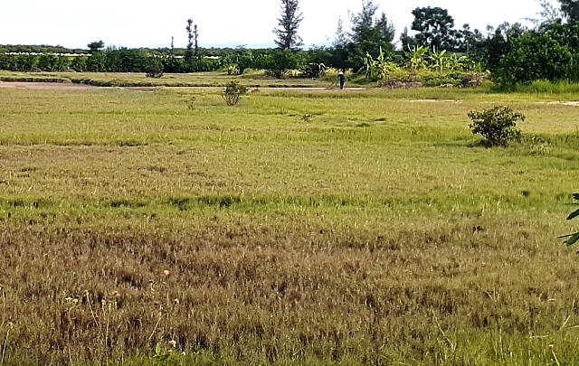 Hà Tĩnh: Gỡ 'nút thắt' trên cánh đồng muối bỏ hoang
