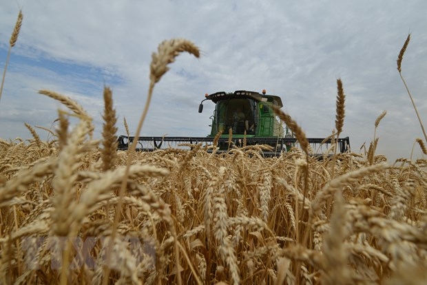 Nga kêu gọi LHQ đóng vai trò lớn hơn trong đàm phán xuất khẩu ngũ cốc