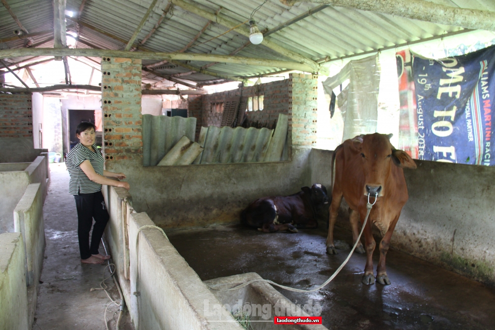 Mô hình chăn nuôi bò sinh sản: Tạo cơ hội thoát nghèo bền vững cho người dân