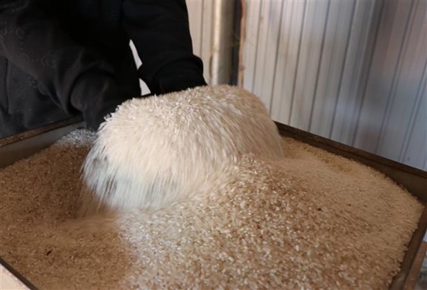 Phát triển vùng nguyên liệu đạt chuẩn để gạo Việt thành công tại EU