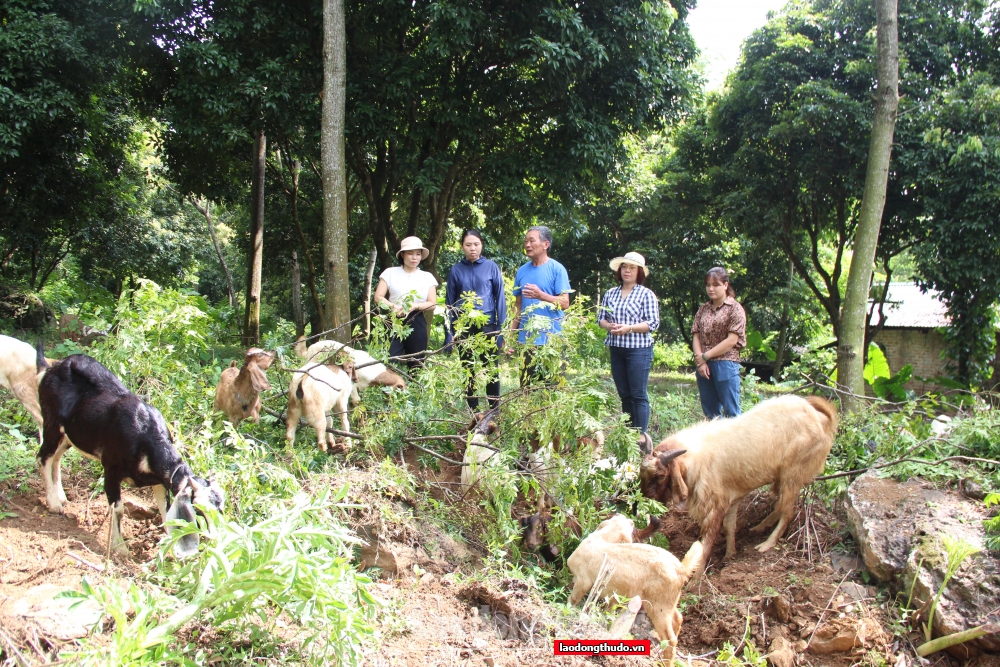 Hiệu quả từ mô hình chăn nuôi dê sinh sản tại vùng núi Yên Bình