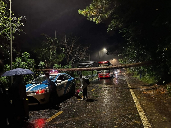 Lâm Đồng: Cây thông ngã chắn ngang đèo Prenn, giao thông ùn tắc
