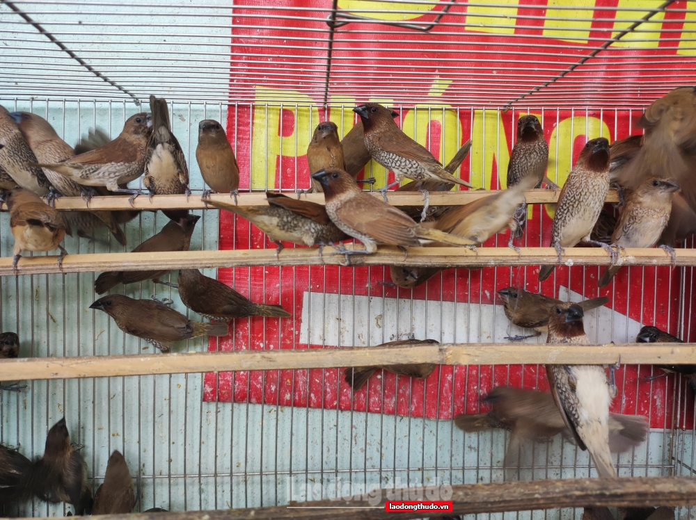 Chợ chim phóng sinh đắt hàng dịp Rằm tháng Bảy