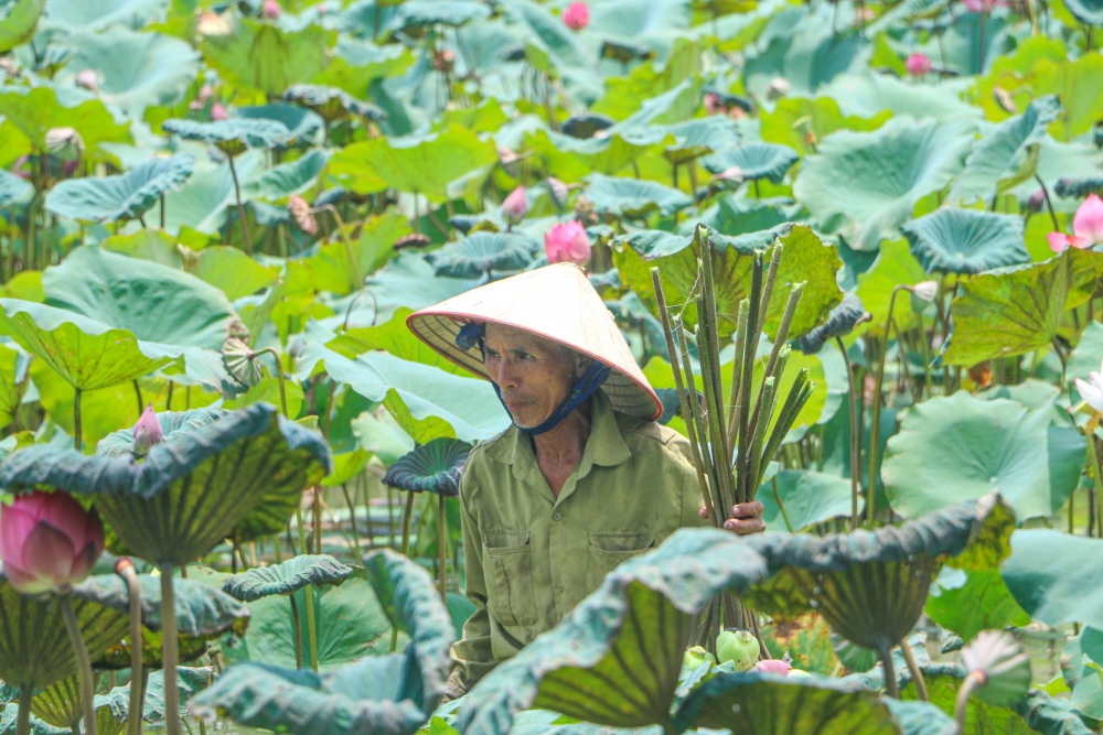 Trồng sen trên đất lúa, nông dân ngoại thành Hà Nội thu lợi lớn