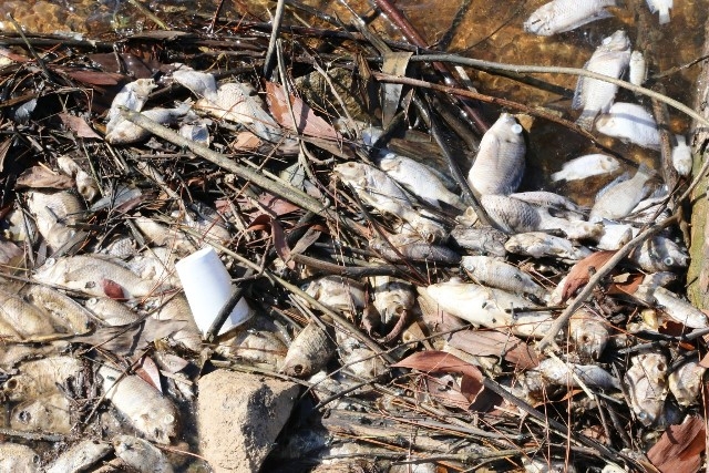 Hà Tĩnh khẩn trương tìm nguyên nhân cá chết bất thường tại hồ Bộc Nguyên