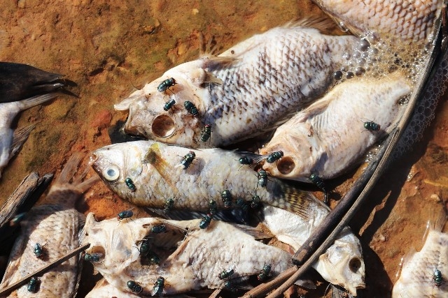 Hà Tĩnh khẩn trương tìm nguyên nhân cá chết bất thường tại hồ Bộc Nguyên