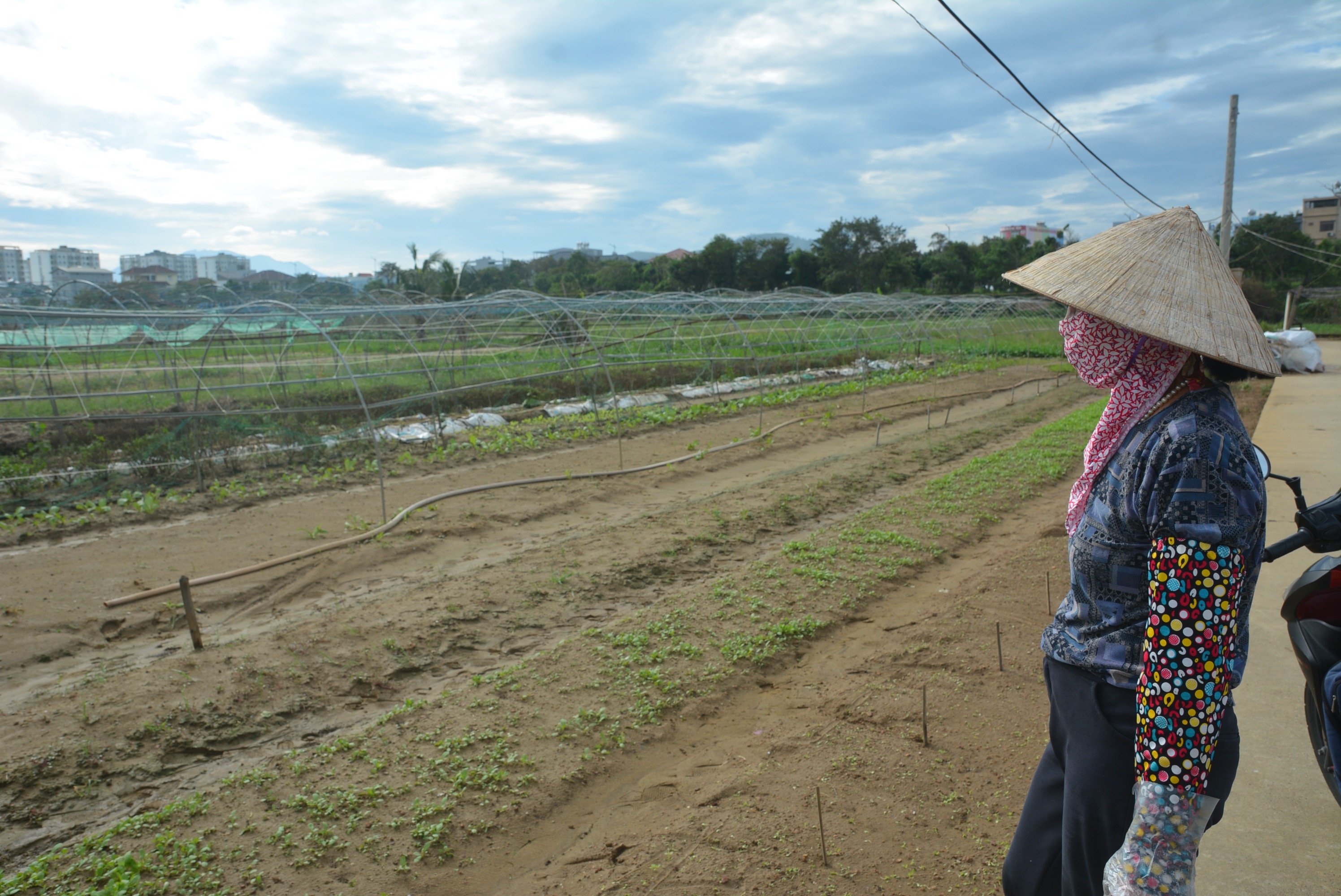 Nông dân làng rau ở Đà Nẵng chịu thiệt hại do bão số 4