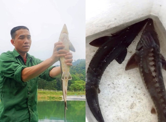 Hà Tĩnh: Nông dân mạnh dạn đưa cá tầm về nuôi tại vùng 
