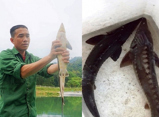 Hà Tĩnh: Nông dân mạnh dạn đưa cá tầm về nuôi tại vùng "chảo lửa"