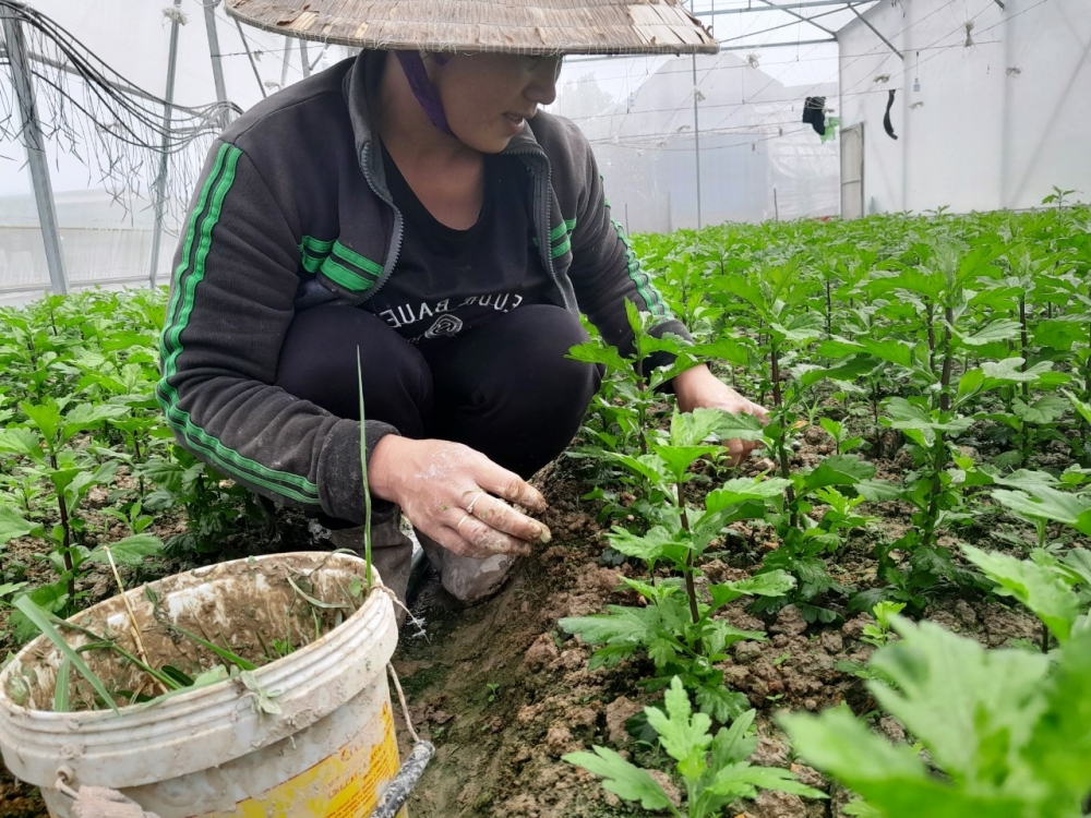 Hà Tĩnh: Làng hoa Bắc Sơn tất bật chuẩn bị cho thị trường Tết Nguyên đán