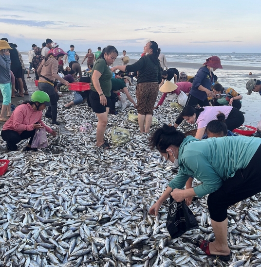 Hà Tĩnh: Ngư dân trúng mẻ cá đù, thu về hàng chục triệu đồng