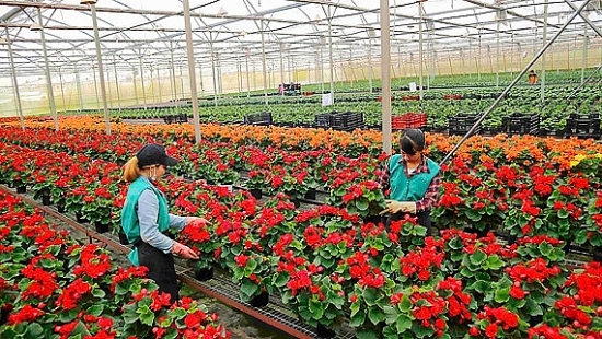 Khám sức khỏe định kỳ: Nhiều người lao động sản xuất rau, hoa còn thiệt thòi